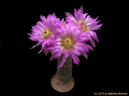 Echinocereus pseudopectinatus 498